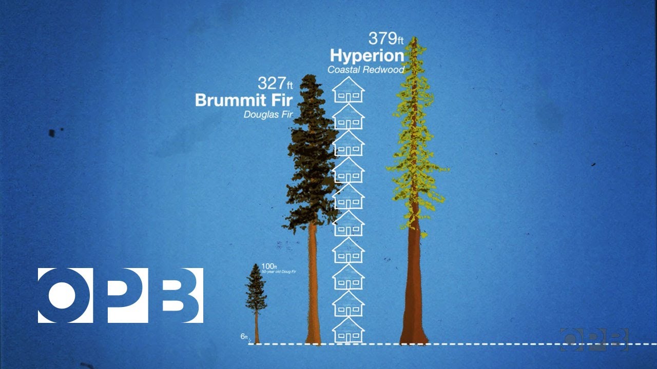 How Douglas Trees Northwest - YouTube