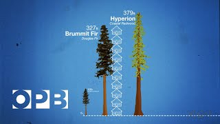 How Douglas Fir Trees Shaped The Northwest