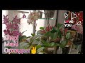 #ОРХИДЕИ💮:Макси обзор мини орхидей!😄🥰✌️