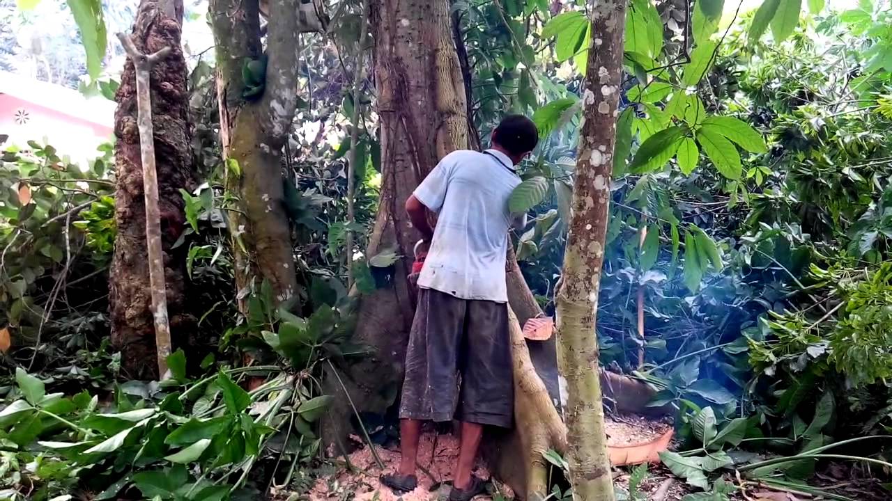 Teknik Menebang Pohon Besar - YouTube