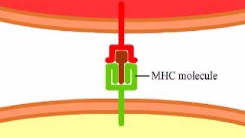 T cell recognition basic