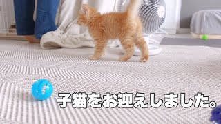 【日常vlog】子猫お迎えしました保護猫茶トラ【一人暮らし】