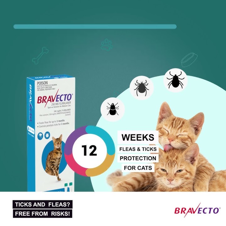 Bravecto Spot-on for Cats #bravecto #cats #fleas #dogs #mange #ticks #mites