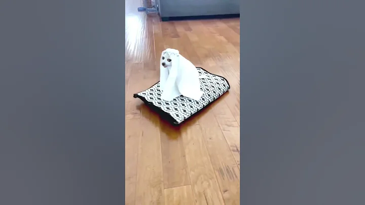 Video 11899681: cat funnycats animals, cat funny animals