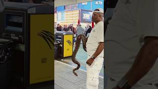 #dailyvlog #vlog # 🐍 #snake