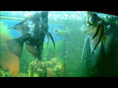 Video: Miksi Akvaariokalat Muuttuvat Mustiksi