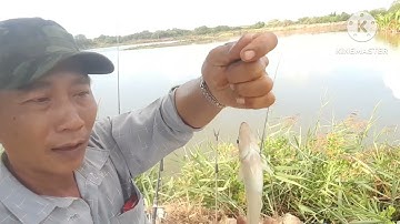 nay được người bạn dẫn đi câu cá bóng đục ở đầm mới cá rất to(câu cá thiên nhiên)@tranxuantv7924