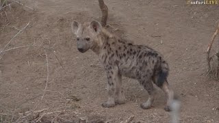 Return of the Djuma hyena clan