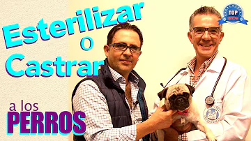 ¿Cuánto tiempo pasa desde que se esteriliza a un perro hasta que hace caca?