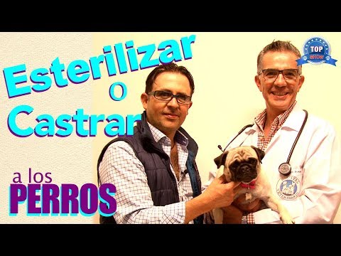 Video: Beneficios Para La Salud Y Riesgos De Esterilizar Y Castrar Perros