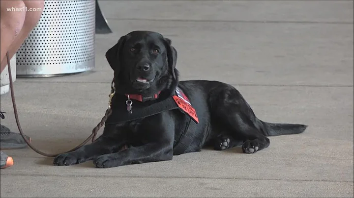 Meet Lila: Four-legged emotional support dog arriv...