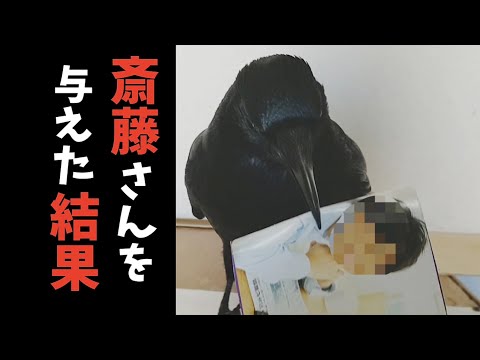 【イケメン】カラスにあの｢斎藤さん｣を与えた結果w 擦り猫＆オレンジ姐御＆裏見犬 20191203、カラス＆四つ足トリオ