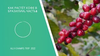 Как растёт кофе в Бразилии. Fazenda Minamihara