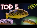 Top 5 Freshwater Puffer Fish For Your Aquarium