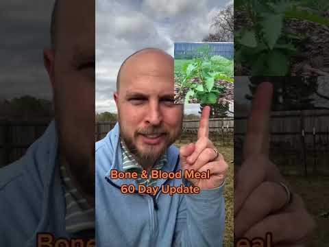 वीडियो: बल्ब गार्डन में बल्ब का उपयोग करना - बल्ब के लिए ब्लड मील उर्वरक का उपयोग कैसे करें