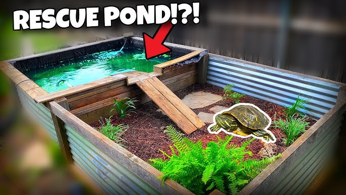 Cheap DIY Turtle Pond Setup! 