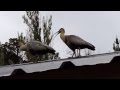 Bandurria Austral / Black-faced Ibis (Theristicus melanopis)