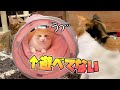 ようやくみんな揃って遊ぶようになってきた？ねこ達