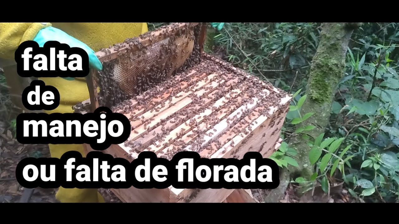 porque o enxame as vezes forte não sobe para melgueira