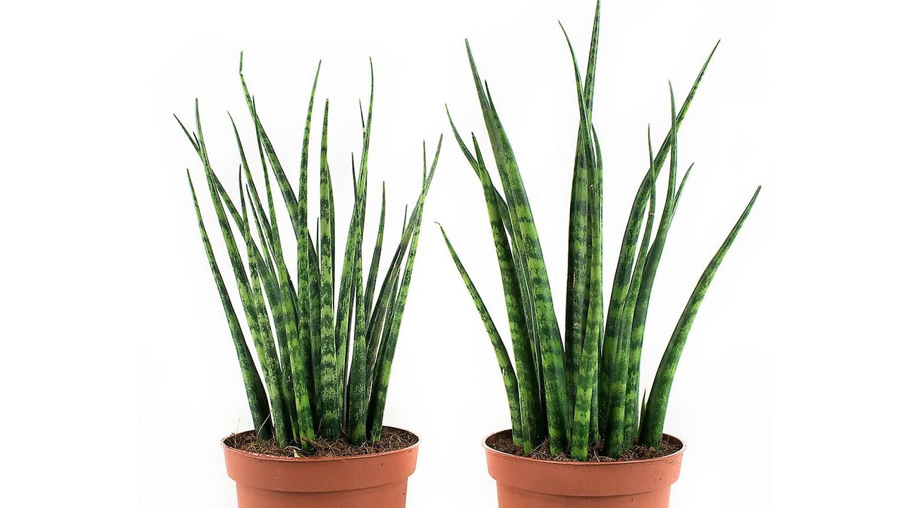 Cylindrical snake plant ប្រទាលប្រមោយដំរី
