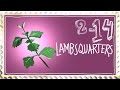 Prevent Weeds with a Weed: Lambsquarters (and eat it too)