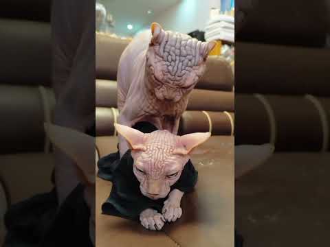 How Some Breed Of Cats Are Beautiful Youtubeshorts Youtubereels Fyp Automobile