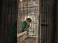#conure #turquoiseconure #parrots