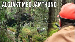 Älgjakt med jämthund special