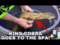 KING COBRA GOES TO THE SPA!!!