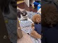 アニキと遊びたくてそっと近づいたけど睡魔に負けた猫【ハチワレ猫のちゅうた】【犬のトイプードルぱんち 】#shorts