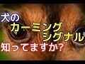 【愛犬のための知識】犬のカーミングシグナル知ってますか？【犬を知る】