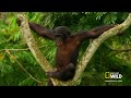 What&#39;s the difference with chimps and bonobos?