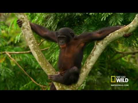 Vidéo: Différence Entre Les Chimpanzés Et Les Bonobos