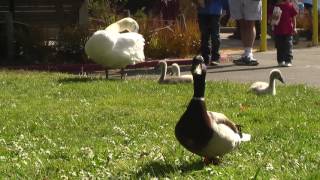 Baby Swans (+ Ducks) in S.F. - Lunchtime (May 2016)