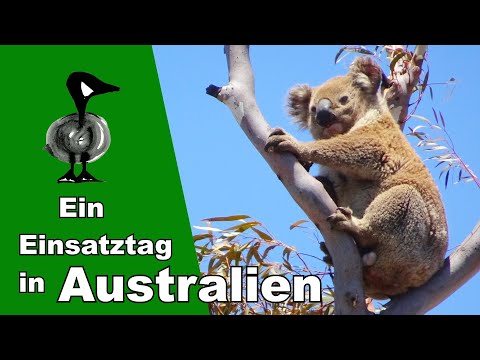 Video: Australische Bramengelei