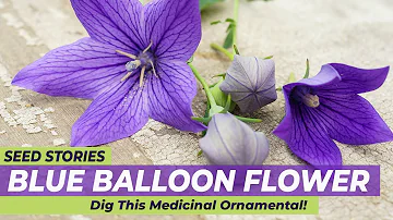 Is balloon flower poisonous to humans?