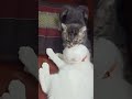 ทำความสะอาดขนให้ #แมว #แมวน่ารัก #แมวน่ารักๆ