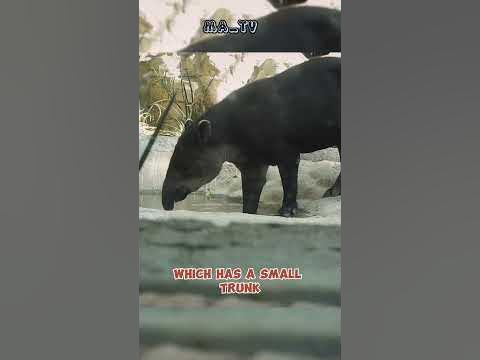 What does tapir mean? #shorts #tapir - YouTube