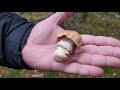 Колпак кольчатый (Rozites caperatus). Как выглядит гриб на месте произрастания.