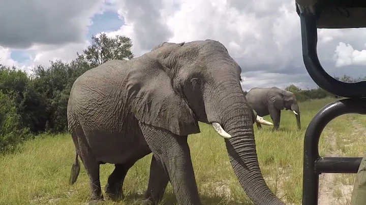 African Elephants