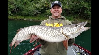 TIGER MUSKY! | Pacific NW MUSKY Techniques! | Fisherman Falls off the BOAT!