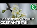 ЦВЕТЫ ЕСТЬ, А ВИШЕН НЕТ? Вот почему ВИШНЯ не плодоносит!