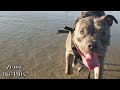 Aggressive Dog At Beach Attacks Other Dogs And Starts After My Pitbull! Warning Argument Ensues!