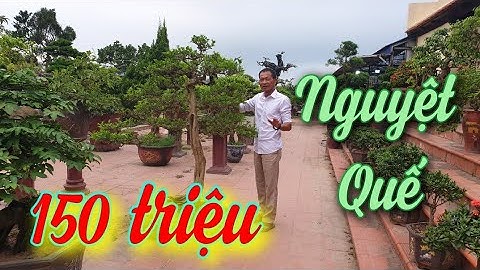 SH.3867. Bất ngờ trước Cây Nguyệt Quế đẹp quá giá 150 triệu síp toàn quốc.