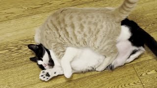 Kitten Vs Older Cat || When Kitten Energy and Age Clash