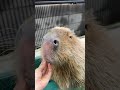 お顔周りのマッサージも大好きなとんかつくん🥰 #カピバラ #capybara #tokyo #shorts #animals