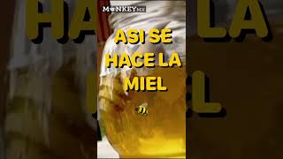 ASÍ SE HACE LA MIEL DE ABEJA | #shorts