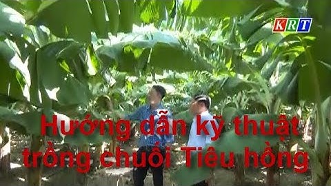 Hướng dẫn kỹ thuật trồng chuối Tiêu hồng
