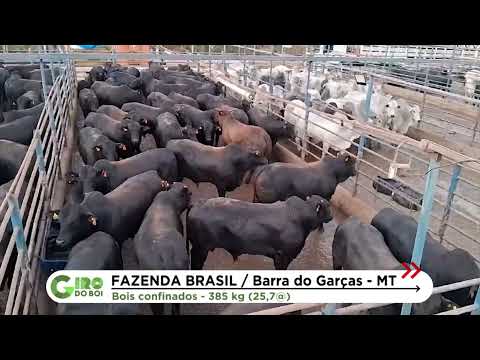 ANGUS: GADÃO MEIO-SANGUE É UM “TANQUE DE GUERRA” COM QUASE 26@ EM MATO GROSSO