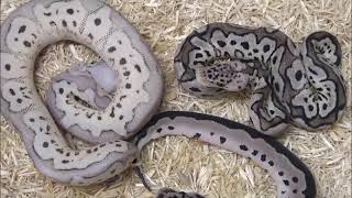 2 2020 Male Pastel Clown het VPI Axanthic Ball Pythons